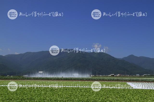 朝日村から洗馬にかけてのレタス畑（灌水風景）