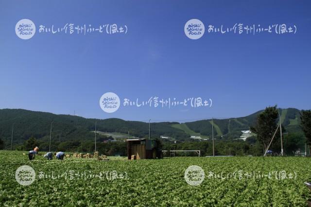 上田市菅平のレタス畑（収穫風景）