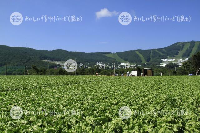 上田市菅平のレタス畑（収穫風景）