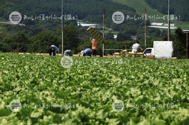 上田市菅平のレタス畑（収穫風景）