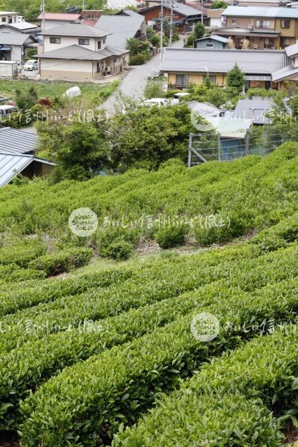 南信濃の茶畑（圃場）