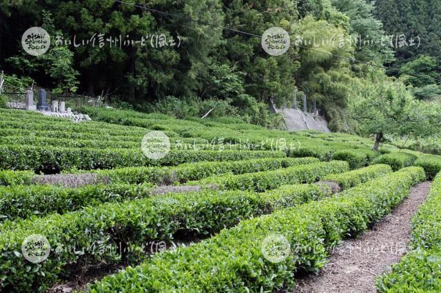 南信濃の茶畑（圃場）