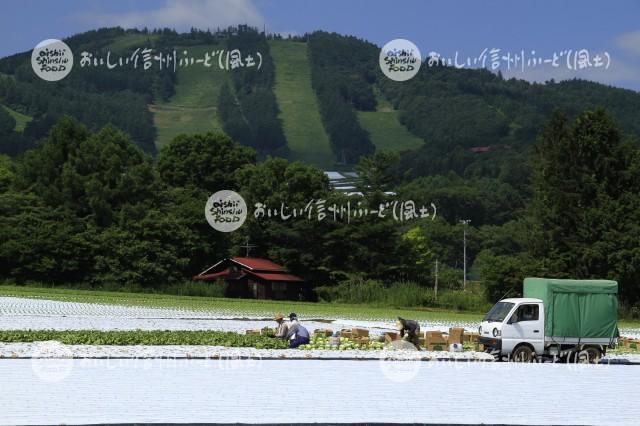 上田市菅平のレタス畑（収穫風景）