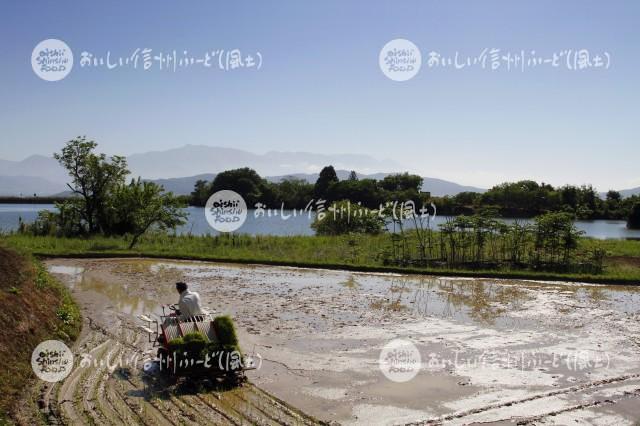 上田市・塩田の田園風景（田植え）