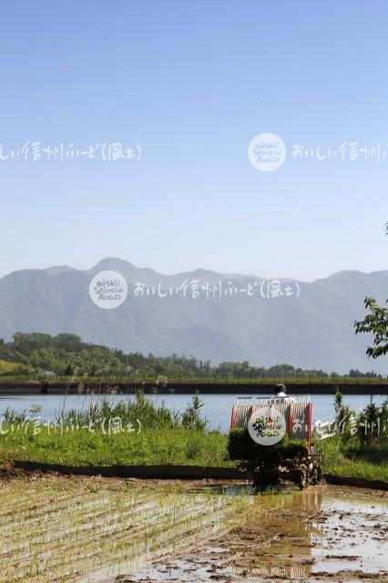 上田市・塩田の田園風景（田植え）