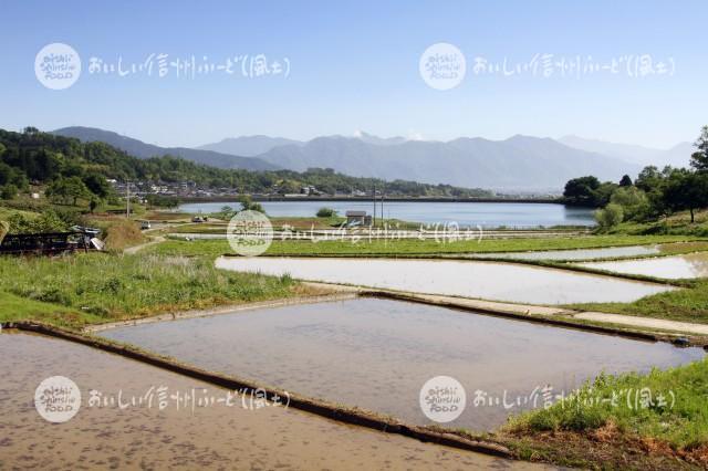 上田市・塩田の田園風景（田植え前）