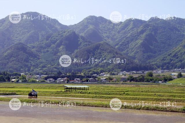 上田市・塩田の田園風景（田植え）