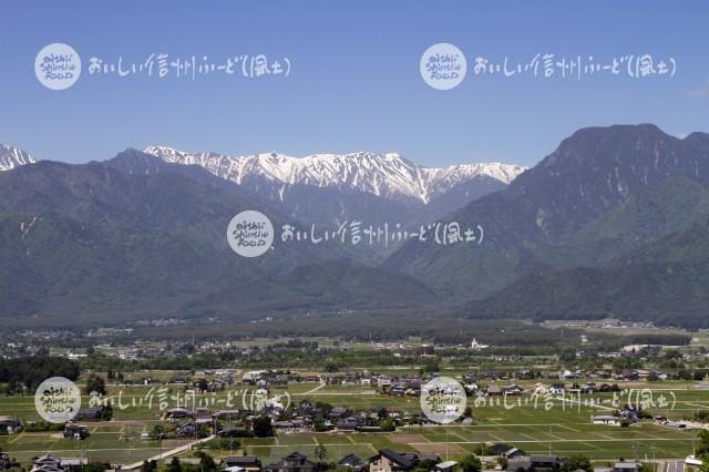 池田町の田園風景と北アルプス（田植え後）