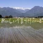 池田町の田園風景と北アルプス（田植え後）