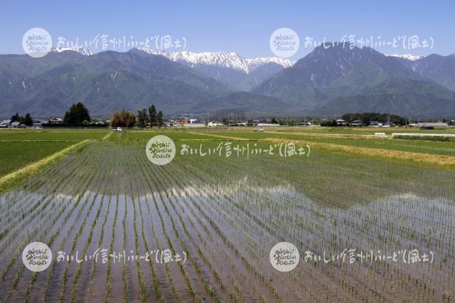 池田町の田園風景と北アルプス（田植え後）