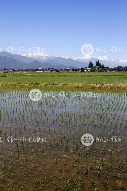 池田町の田園風景と北アルプス（田植え後）