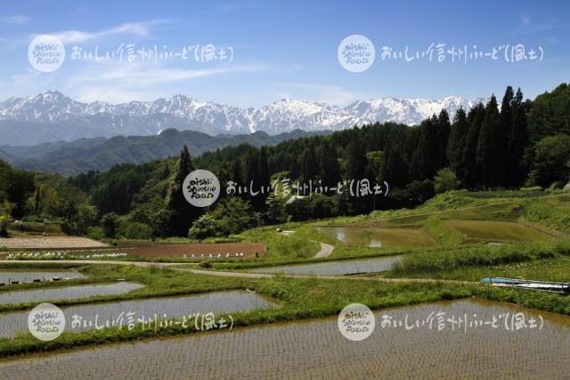 小川村の田園風景と北アルプス（田植え後）