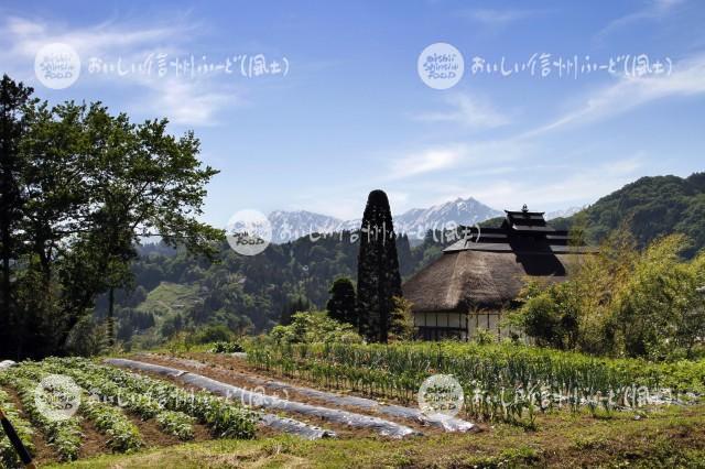 小川村の農村風景と北アルプス