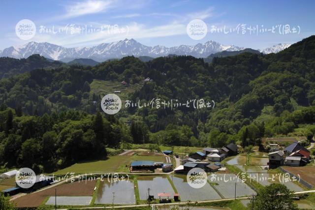 小川村の田園風景と北アルプス（田植え後）