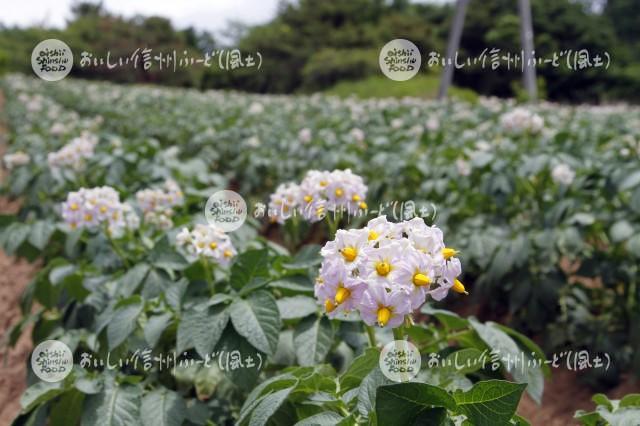 白土馬鈴薯の花