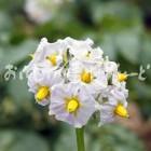 白土馬鈴薯の花