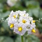 白土馬鈴薯の花
