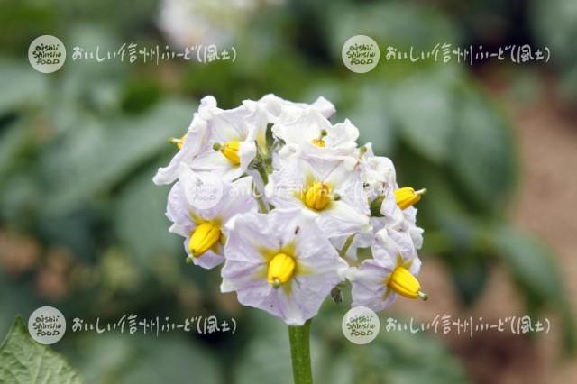 白土馬鈴薯の花