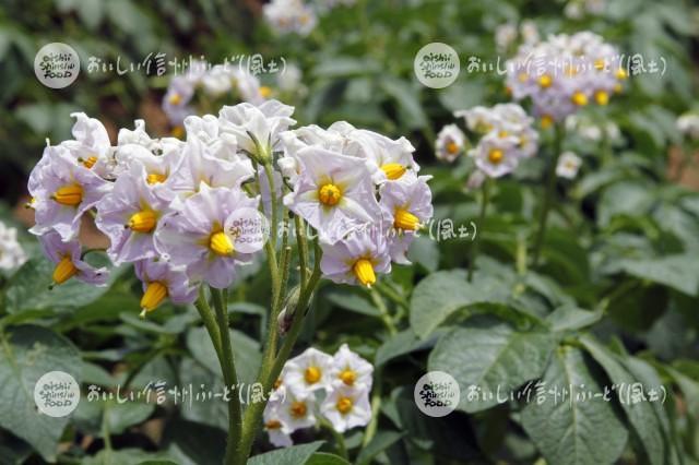 白土馬鈴薯の花