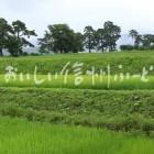 茅野市北山の風除けの松と水田