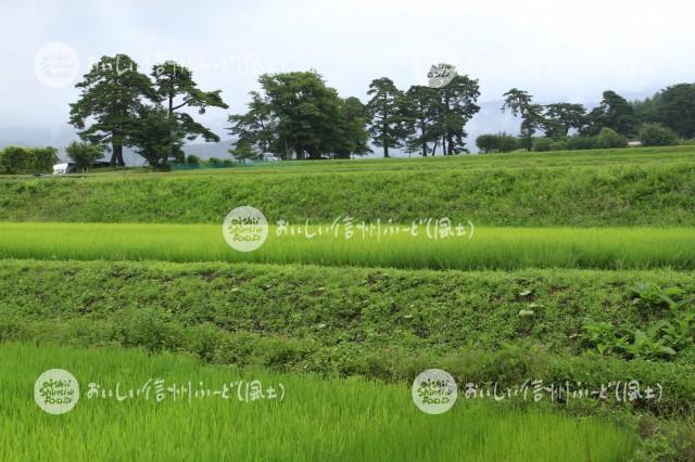 茅野市北山の風除けの松と水田