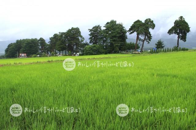 茅野市北山の風除けの松と水田