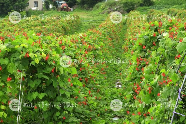 花豆の花