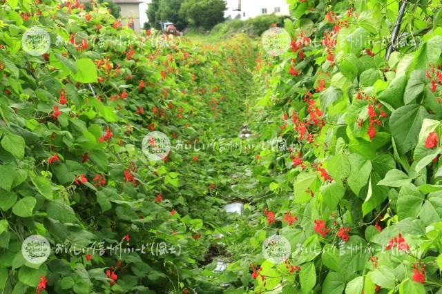 花豆の花