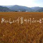 小麦畑・ユメセイキ