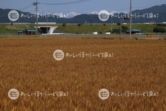 小麦畑・ユメセイキ