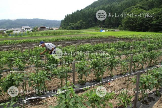 ぼたごしょう（圃場）