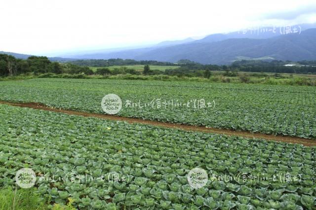 飯山国営農地（キャベツ）