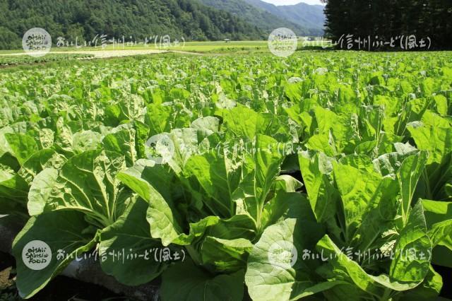 御嶽はくさい（圃場）