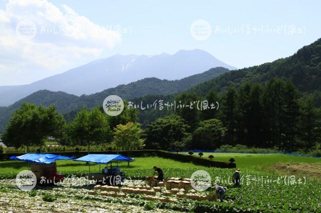 御嶽はくさい（収穫風景と御嶽山）