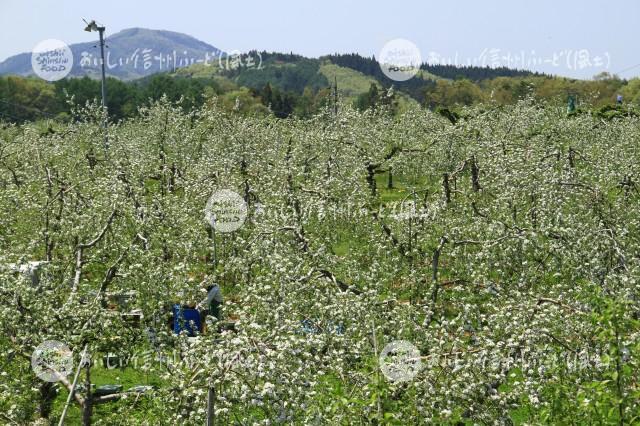 りんごの花