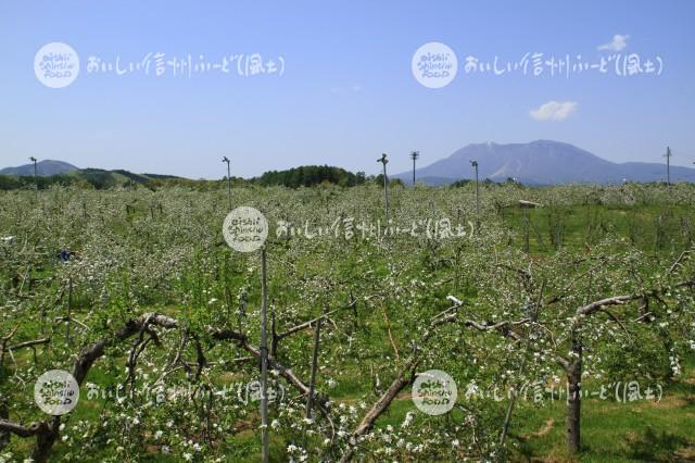 りんごの花