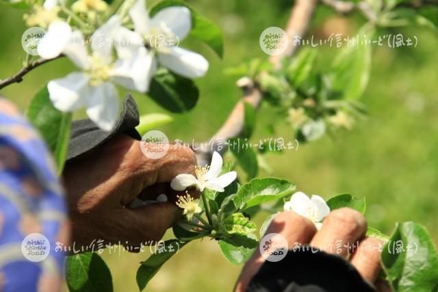 りんごの花（摘花作業）