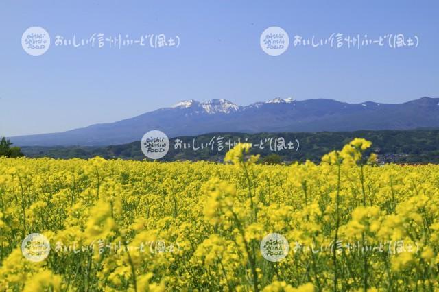 菜の花（佐久市・瀬戸原台地）