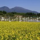 菜の花（小諸市・御牧ヶ原台地）