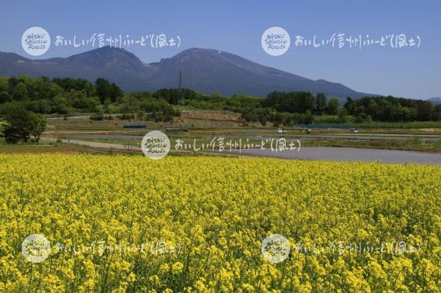 菜の花（小諸市・御牧ヶ原台地）