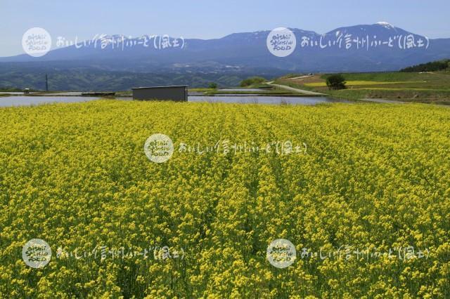 菜の花（小諸市・御牧ヶ原台地）