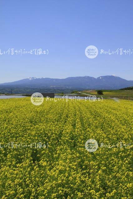 菜の花（小諸市・御牧ヶ原台地）