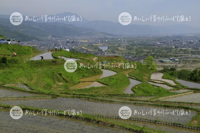 千曲市・姨捨の棚田（田植え）