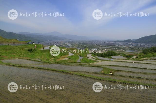 千曲市・姨捨の棚田（田植え）