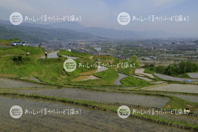 千曲市・姨捨の棚田（田植え）