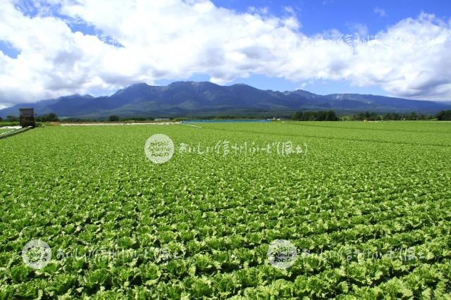 川上村のレタス畑と八ヶ岳