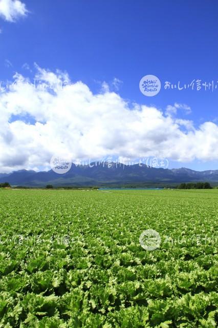 川上村のレタス畑と八ヶ岳