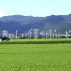 川上村のレタス畑