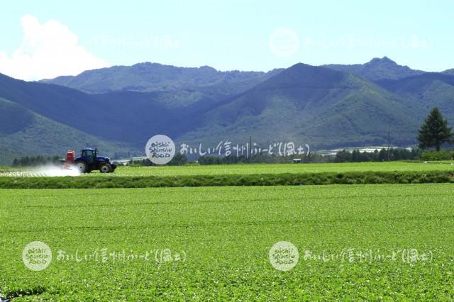 川上村のレタス畑