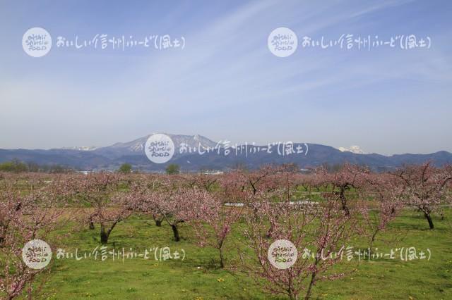 千曲川河川敷のももの花